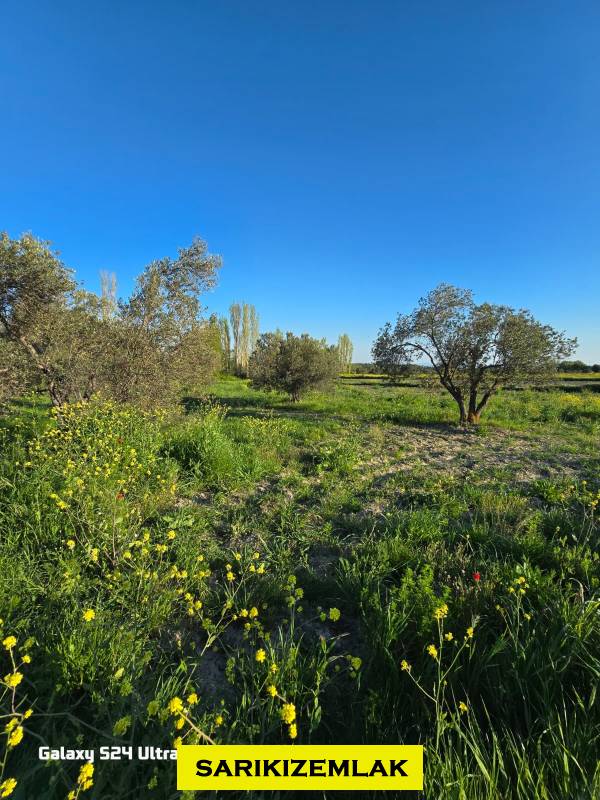 Büyü14878