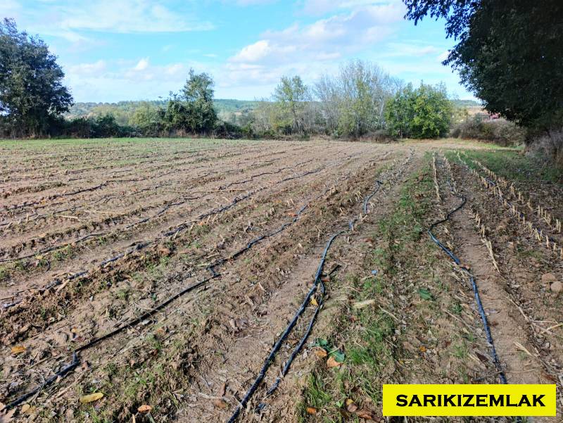 Büyü10356 Büyü10356