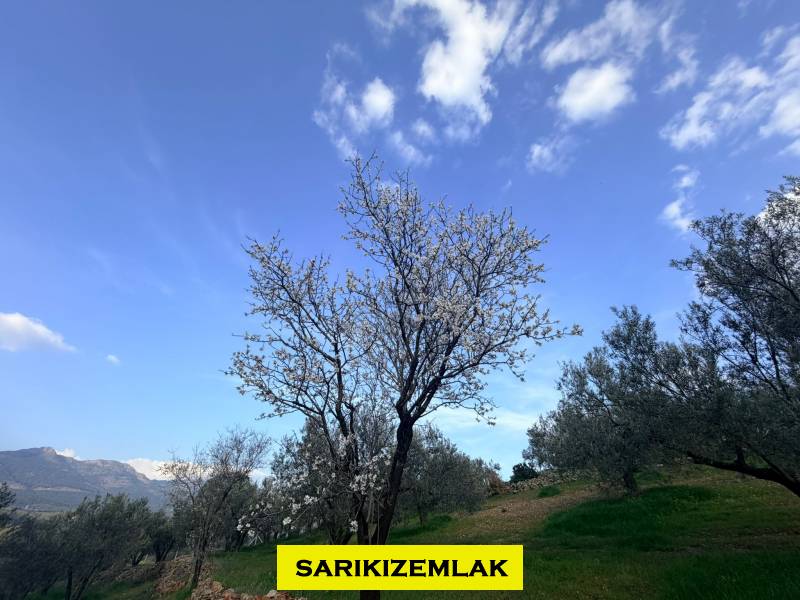 Büyü13421