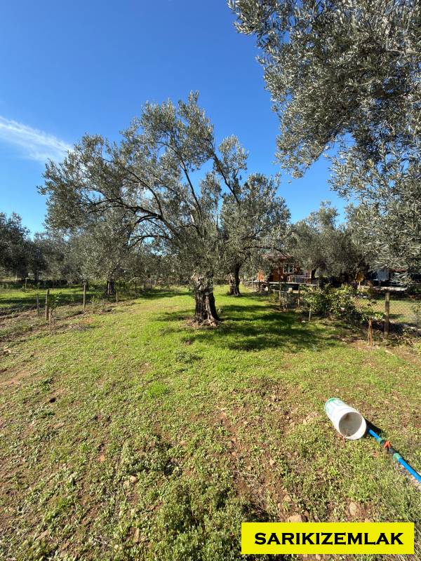 Büyü9769 Büyü9769