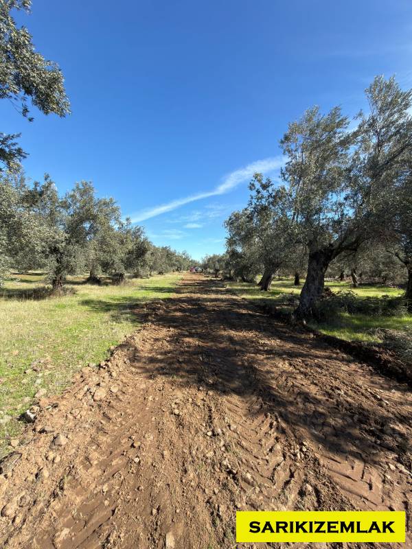 Büyü9773 Büyü9773