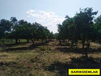 Resim6523